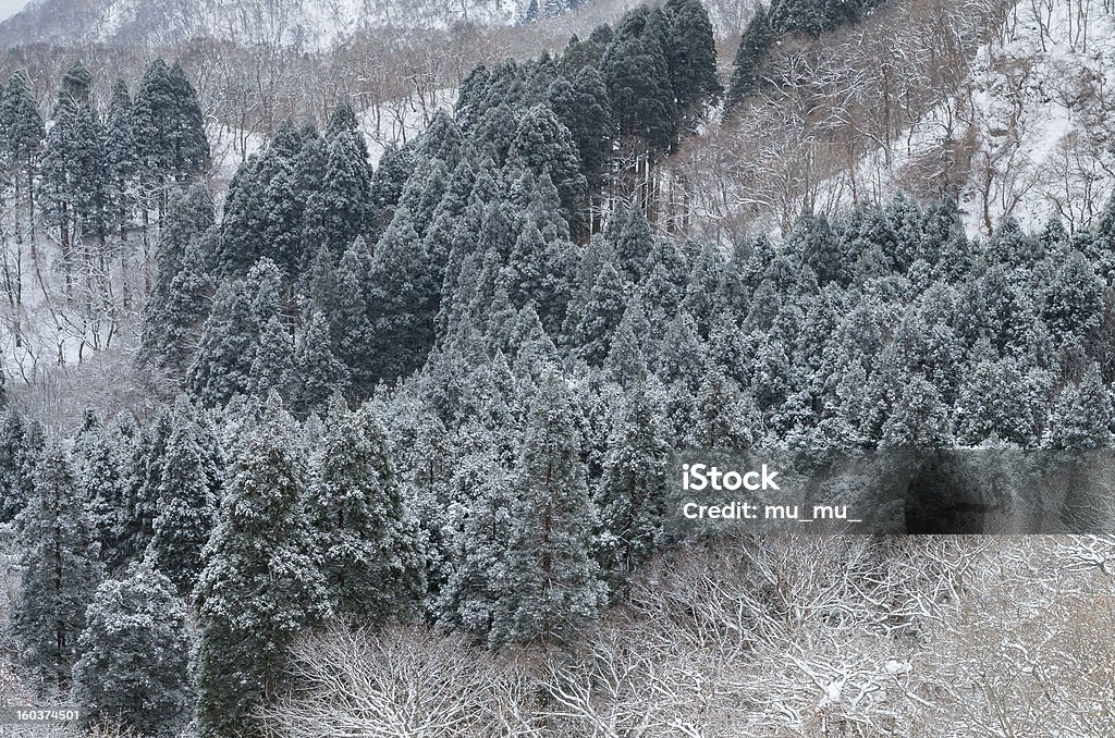 Зимние Conifers - Стоковые фото Без людей роялти-фри