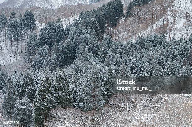 Зимние Conifers — стоковые фотографии и другие картинки Без людей - Без людей, Вид с воздуха, Гора