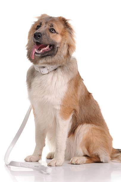 istock dog isolated over white background 160374612
