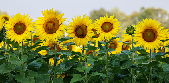 Sunflower field in Michigan