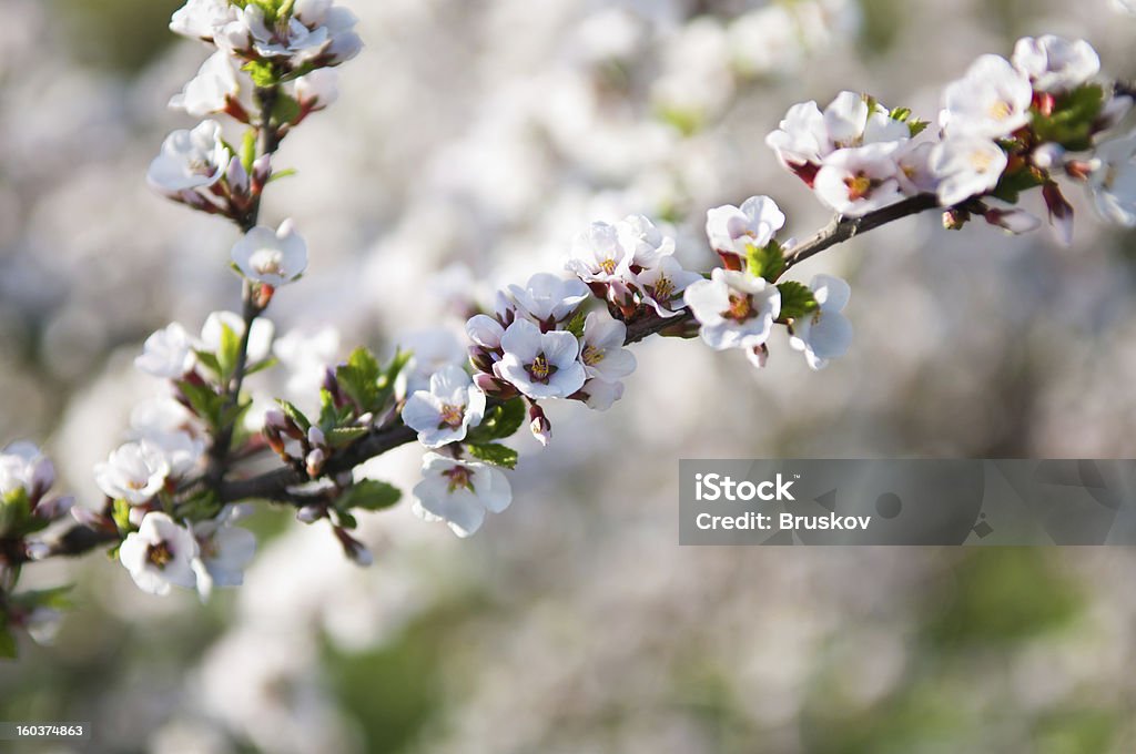 Cerisiers en fleurs - Photo de Affectueux libre de droits