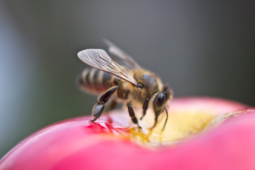 Bee takes honey from going into the apple