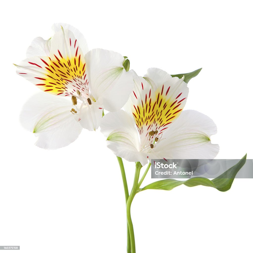Alstromeria fiori - Foto stock royalty-free di Alstromeria