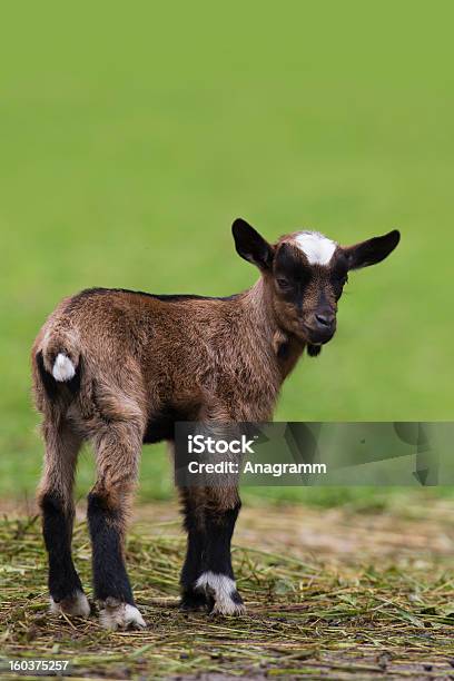 Neonato Capra Marrone - Fotografie stock e altre immagini di Agricoltura - Agricoltura, Ambientazione esterna, Animale