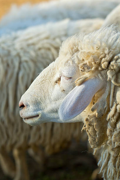 istock Close up shot of sheep 160375309