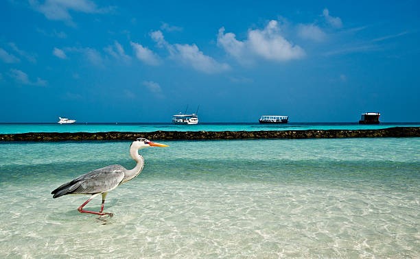A graceful heron strolling on the sandy beach by the clear blue water.