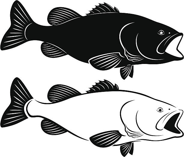 ilustraciones, imágenes clip art, dibujos animados e iconos de stock de peces bass - black bass illustrations