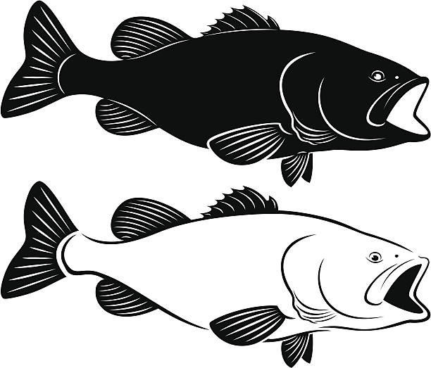 ilustrações, clipart, desenhos animados e ícones de pesca de robalo - minnow