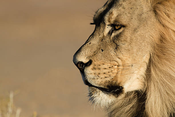 экстремальные close up shot of a калахари головы льва. - close up lion kgalagadi transfrontier park serious стоковые фото и изображения