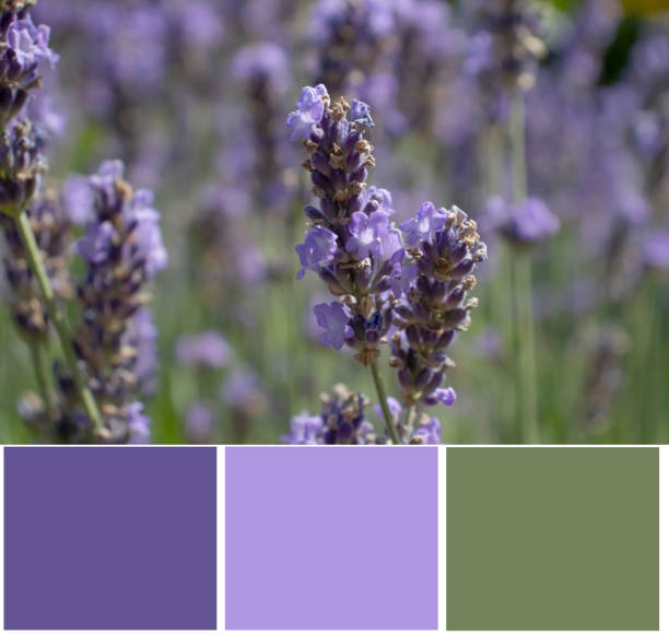 istock Sage flower swatch color palette 1603770865