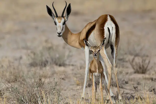 One young springbok staring into the camera, with his mother not far behind, keeping a watchful eye. Kgalagadi Transfrontier Game reserve. Botswana.