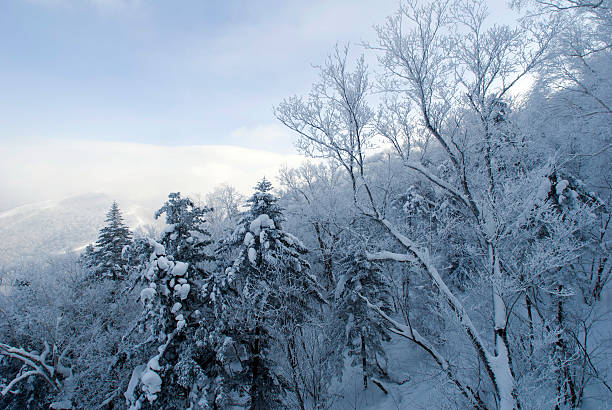 hoar frost - morning north latitude wonders rime 뉴스 사진 이미지