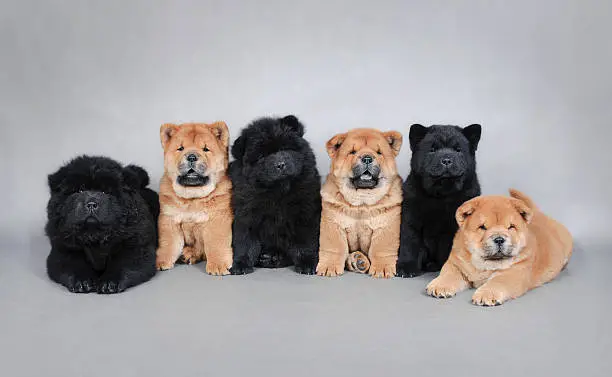 six little Chow chow  puppies portrait at grey background