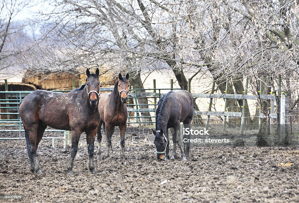 Tres caballos - Foto de stock de Aire libre libre de derechos