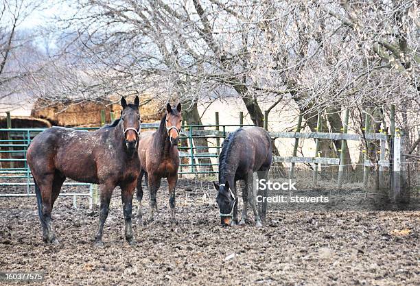 Três Cavalos - Fotografias de stock e mais imagens de Animal - Animal, Ao Ar Livre, Castanho