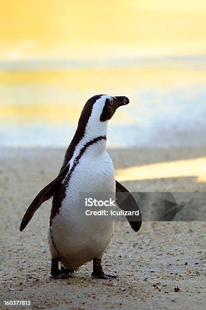Закат Пингвин — стоковые фотографии и другие картинки Африка - Африка, Без людей, Белый