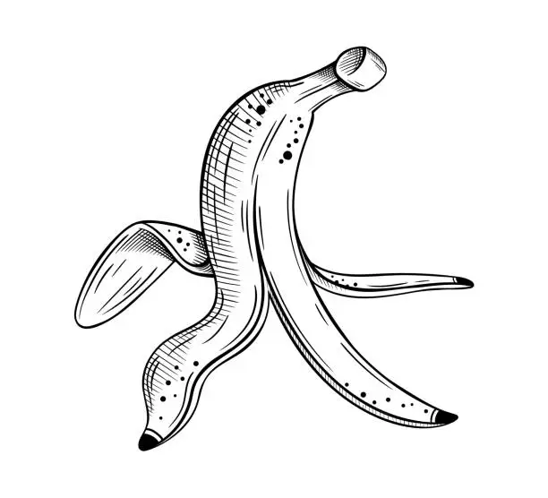 Vector illustration of Hand drawn bananas sketch isolated on white background