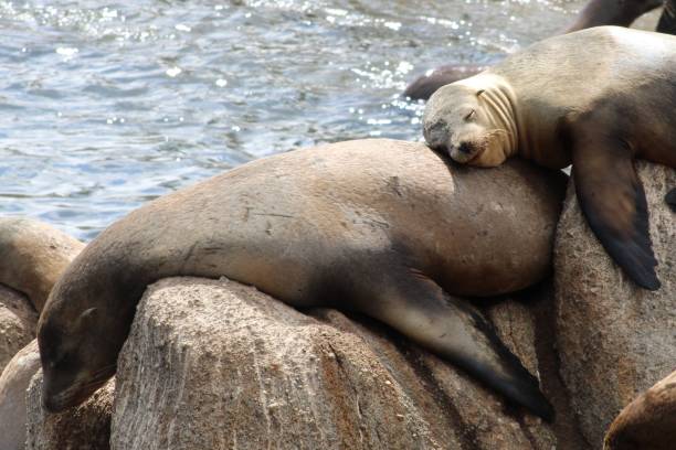 istock Monterey Sea Lions 1603792408