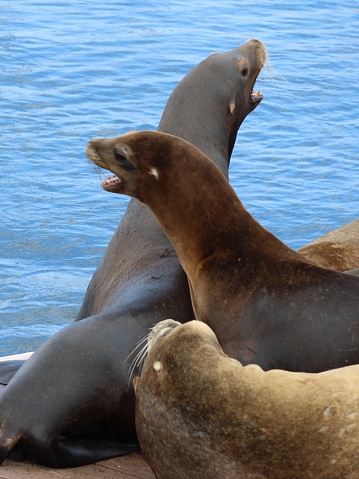 A group of sea lions gather on the shore in Monterey, California