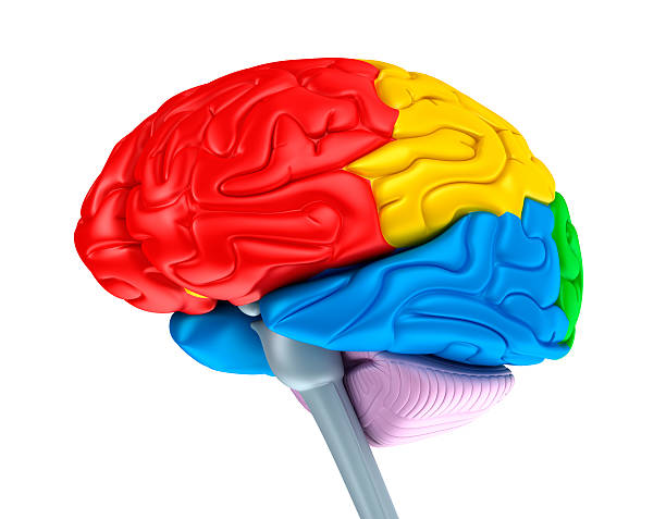 istock Brain lobes in different colors. Isolated on white. 160379478