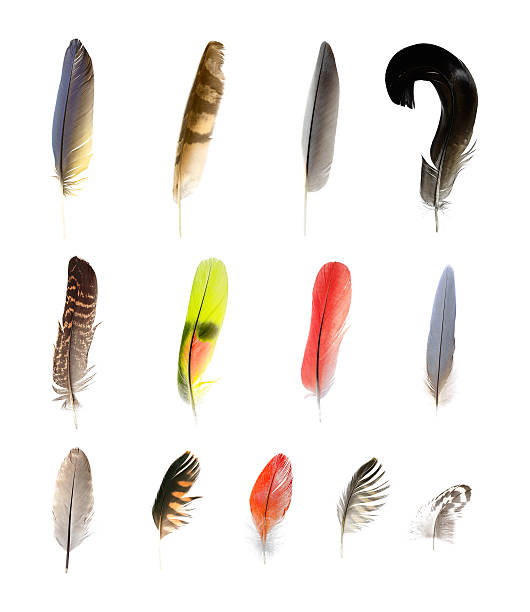 Six different feathers on a white background.