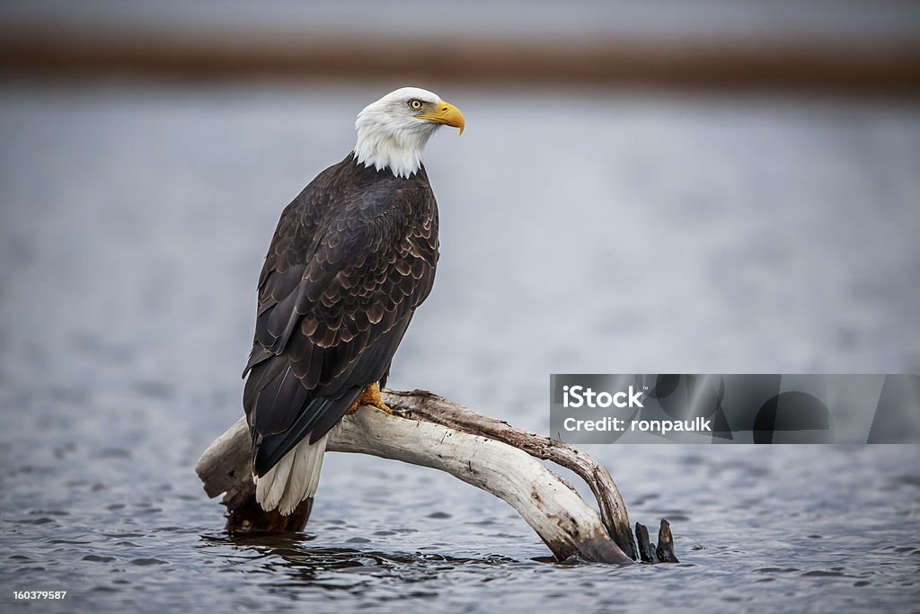 Bald Eagle leżącej na Naderwanie Ponad Polewają - Zbiór zdjęć royalty-free (Bez ludzi)