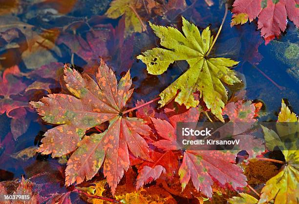水の秋の葉 - オレンジ色のストックフォトや画像を多数ご用意 - オレンジ色, カラフル, クローズアップ