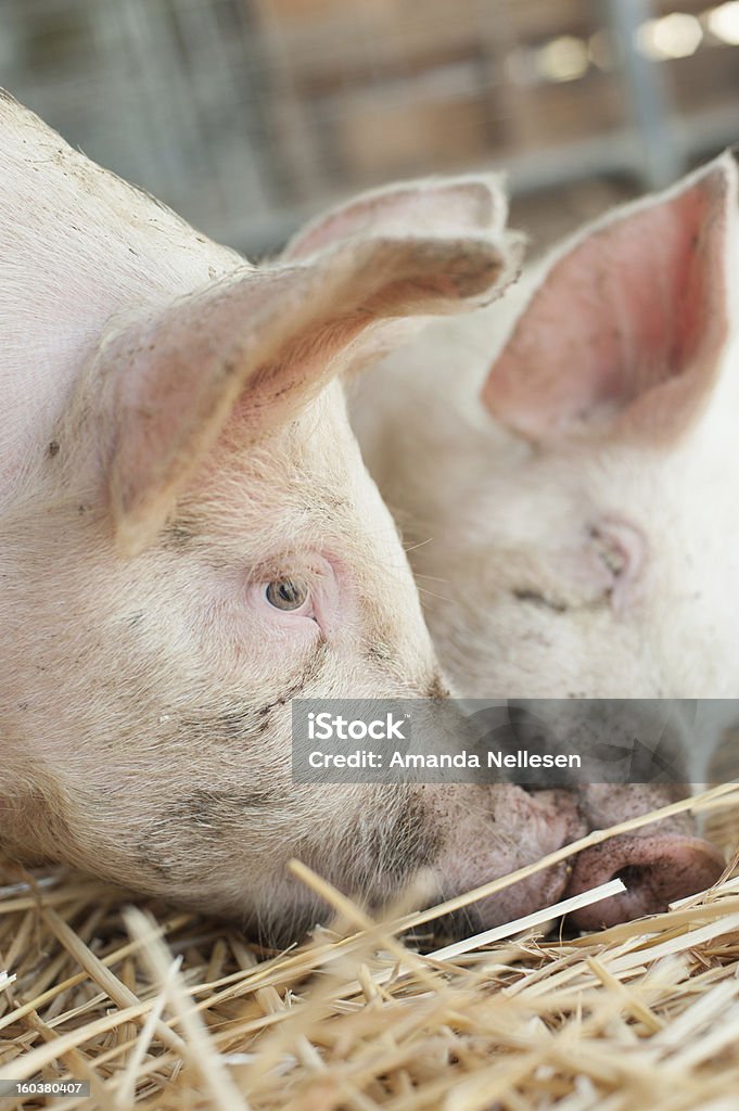 Schweine 3 - Lizenzfrei Agrarbetrieb Stock-Foto