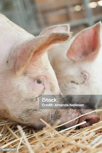 Schweine 3 Stockfoto und mehr Bilder von Agrarbetrieb - Agrarbetrieb, Fotografie, Scheune