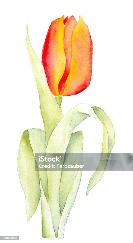 Orange Tulip Botanical study of a tulip, watercolor painting, created and painted by the photographer Art stock illustration