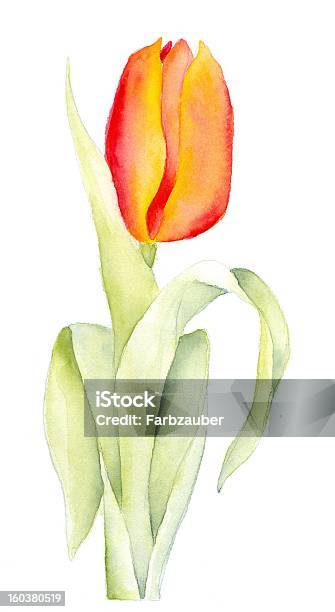 Orange Tulip Stock Illustration - Download Image Now - Art, Art And Craft, Art Product