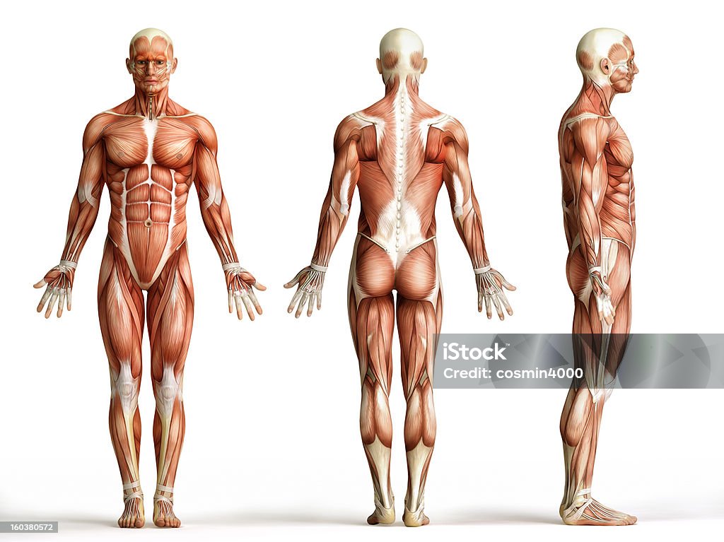 Anatomía humana, de los músculos - Foto de stock de Musculoso libre de derechos