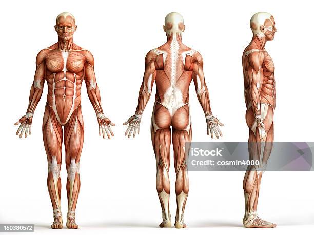 Anatomía Humana De Los Músculos Foto de stock y más banco de imágenes de Musculoso - Musculoso, Anatomía, Cuerpo humano