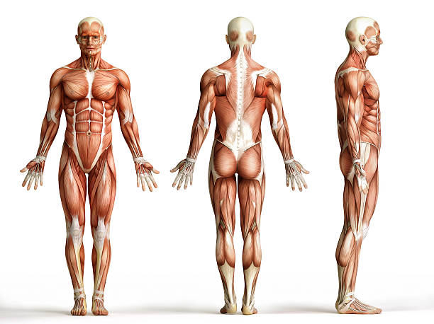 구조, 근육 - human muscle 뉴스 사진 이미지