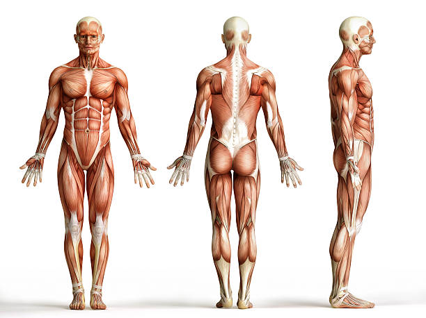 anatomy, muscles anatomy, muscles isolated on white 3d human muscle stock pictures, royalty-free photos & images