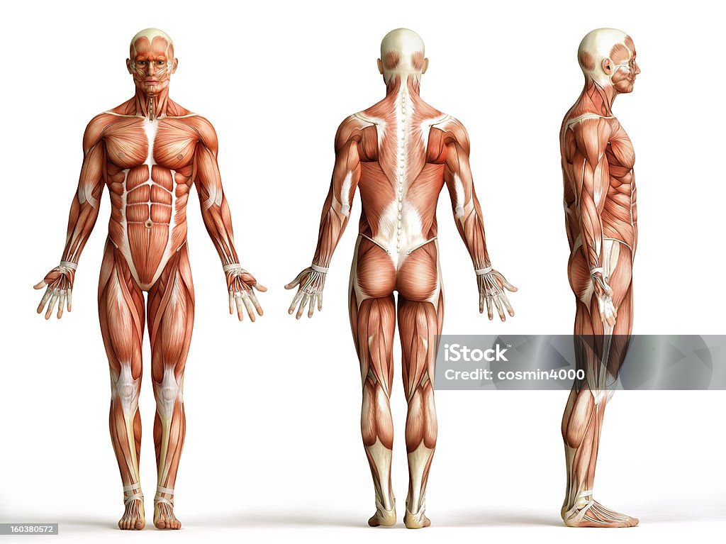 Anatomia mięśni, - Zbiór zdjęć royalty-free (Muskulatura)