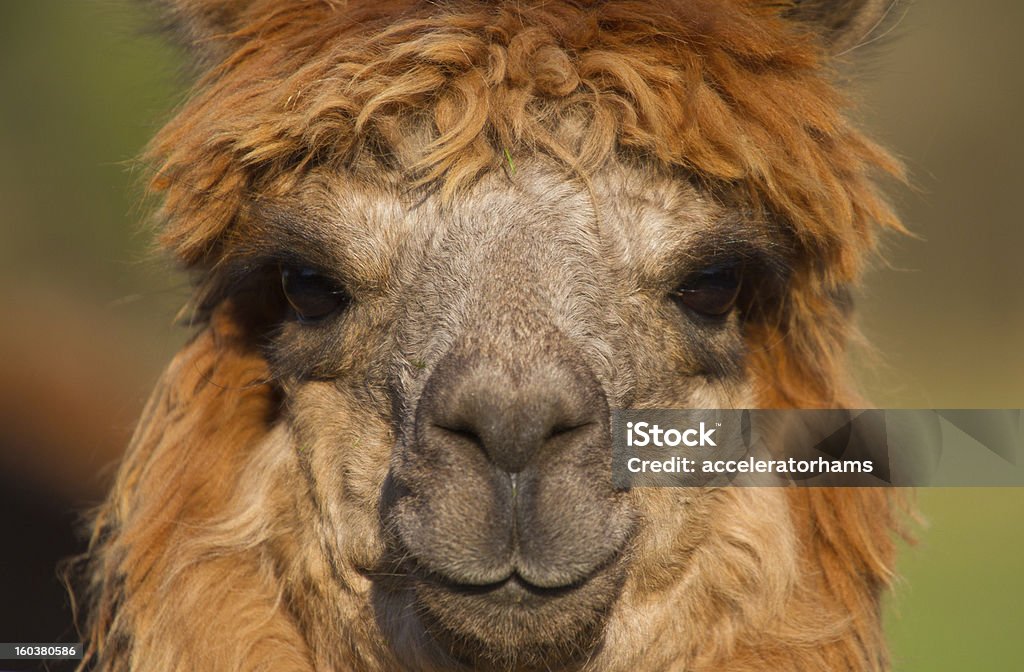 Bello rostro de marrón Alpaca con sonrisa y grandes ojos - Foto de stock de Agricultura libre de derechos