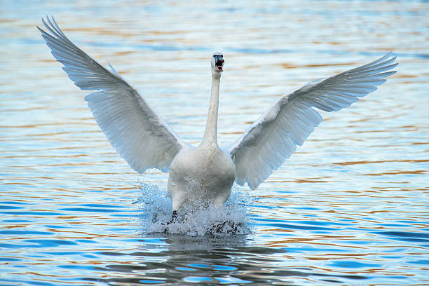istock Trumpeter swan landing 160380625