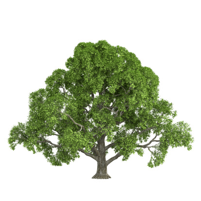 oak isolated on white background