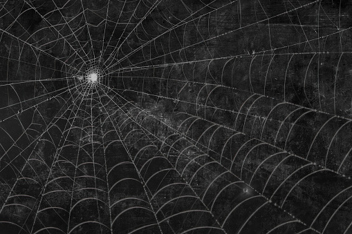 A spider web on an black grunge background.