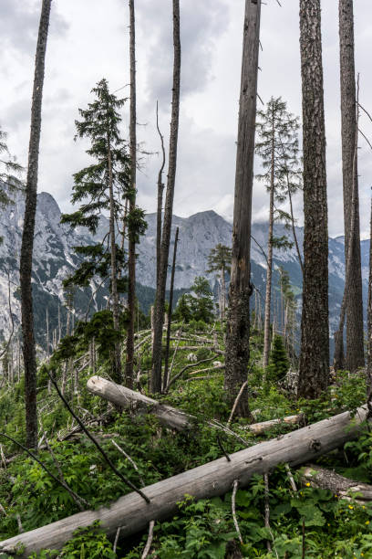 istock Berchtesgaden National Park 1603813924