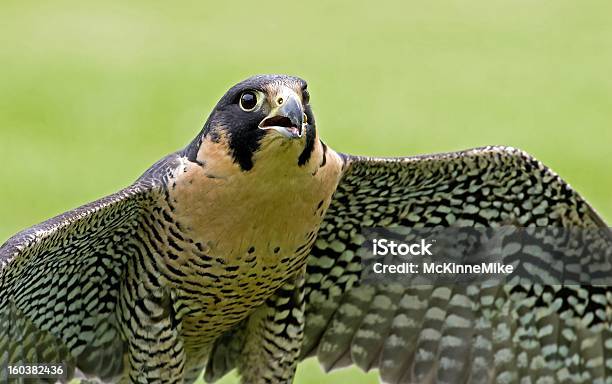 Wanderfalke Stockfoto und mehr Bilder von Falke - Falke, Feder, Fliegen