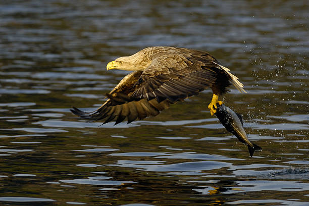 Catch of the Day