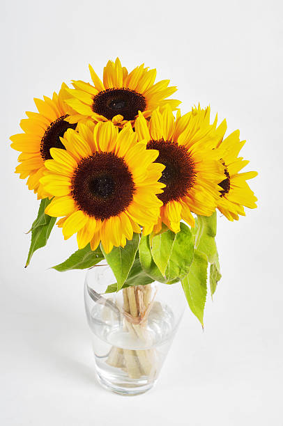 istock Sunflowers in a glass vase 160383821