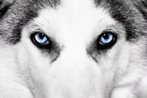 close-up shot of husky dog blue eyes