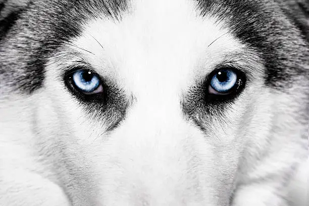 close-up shot of husky dog blue eyes