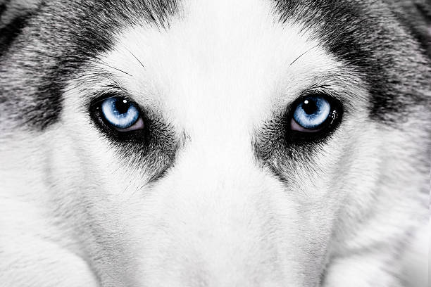 close-up view of light blue eyes of husky dog - 哈士奇 圖片 個照片及圖片檔