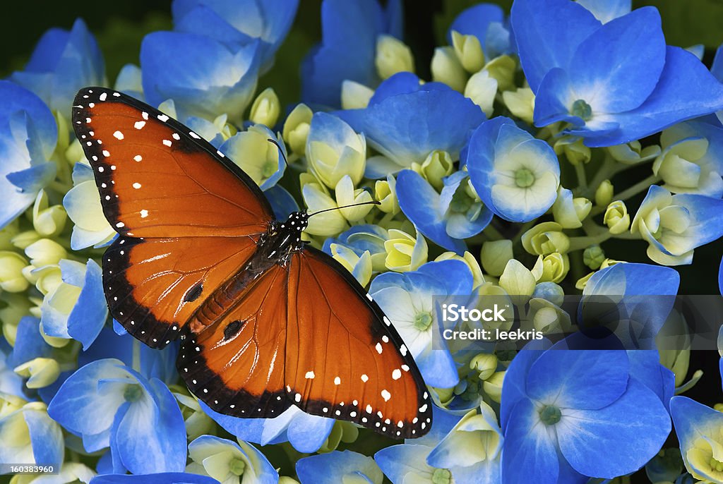 Queen butterfly on hydrangea flowers Queen butterfly (danaus gilippus) on blue hydrangea flowers Animal Antenna Stock Photo