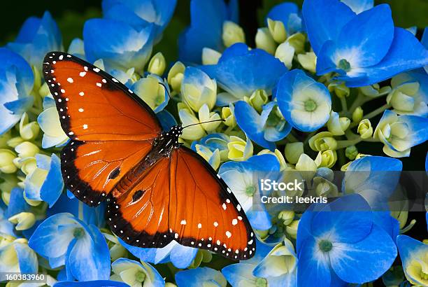 Queen Butterfly On Hydrangea Flowers Stock Photo - Download Image Now - Animal Antenna, Animal Body Part, Animal Wildlife