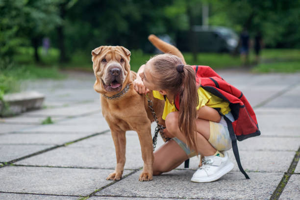 Child walking with dog. School girl after school having fun dog outdoors. Pets concept Child walking with dog. School girl after school having fun dog outdoors. Concept of pets, friendship and childhood. mini shar pei puppies stock pictures, royalty-free photos & images